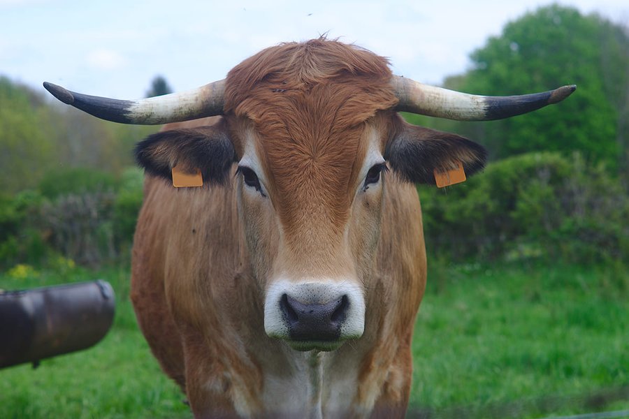 Patrick TABARD, Gaec Les Carlines, vente de viande bio, Haut-Jura Saint-Claude.