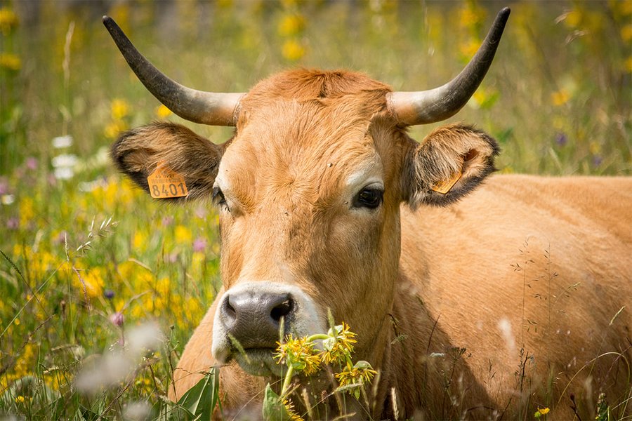 Patrick TABARD, Gaec Les Carlines, vente de viande bio, Haut-Jura Saint-Claude.