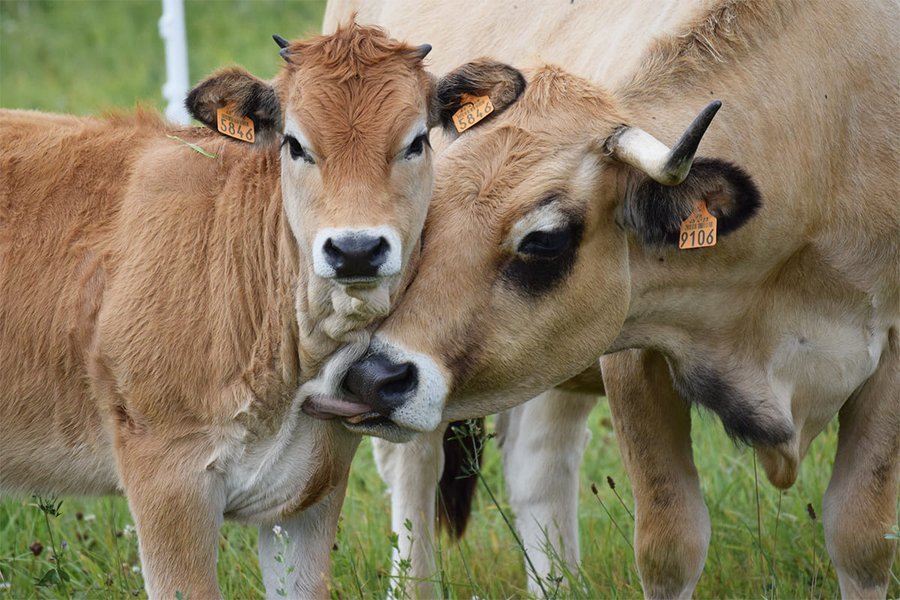 Patrick TABARD, Gaec Les Carlines, vente de viande bio, Haut-Jura Saint-Claude.