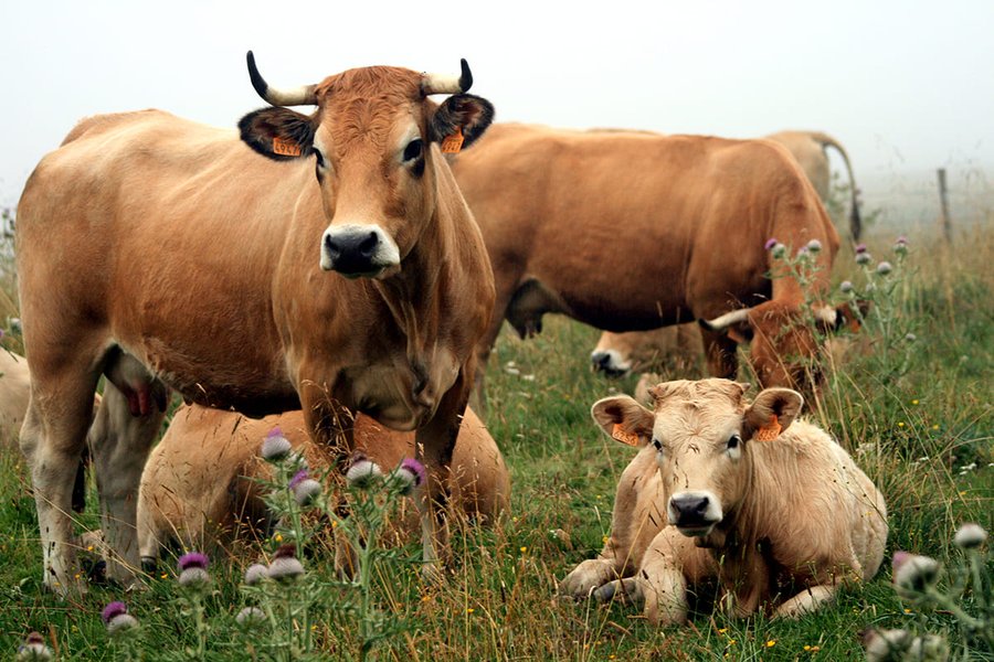 Patrick TABARD, Gaec Les Carlines, vente de viande bio, Haut-Jura Saint-Claude.