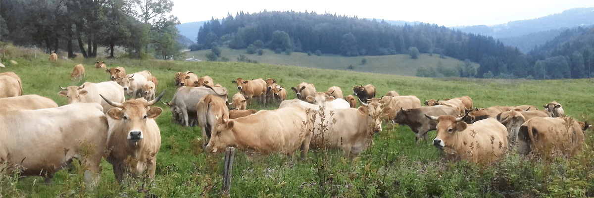 Patrick TABARD, Gaec Les Carlines, vente de viande bio, Haut-Jura Saint-Claude.